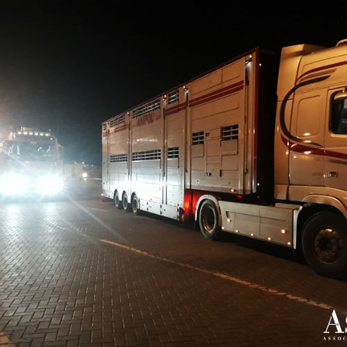 AsstrA-Associated Traffic AG zrealizowała transport byków i jałówek-3