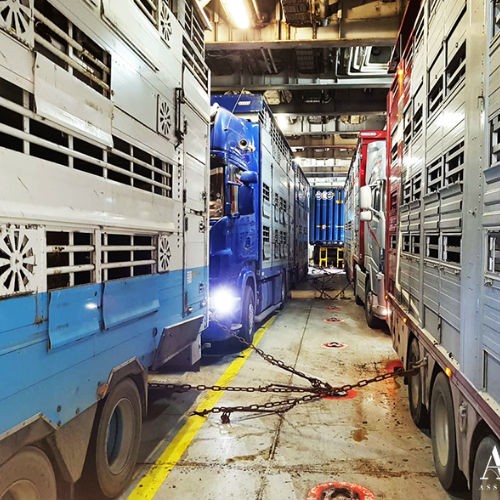 AsstrA-Associated Traffic AG zrealizowała transport byków i jałówek-4