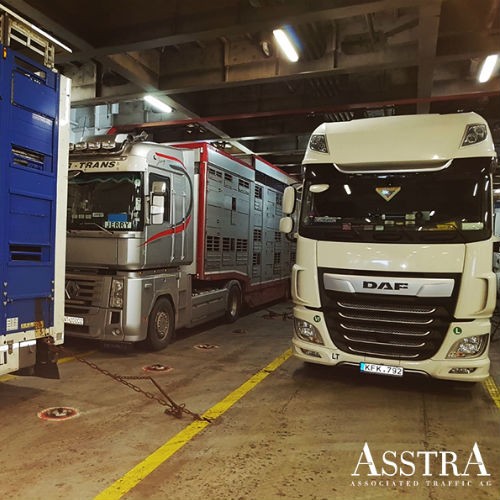 AsstrA-Associated Traffic AG zrealizowała transport byków i jałówek-6