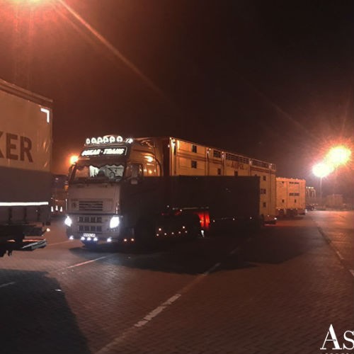 AsstrA-Associated Traffic AG zrealizowała transport byków i jałówek-7